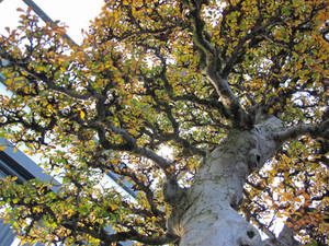 Beneath the Bonsai