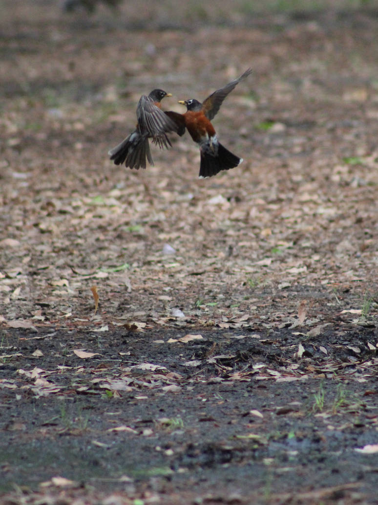 Robin Fight by eillahwolf on DeviantArt