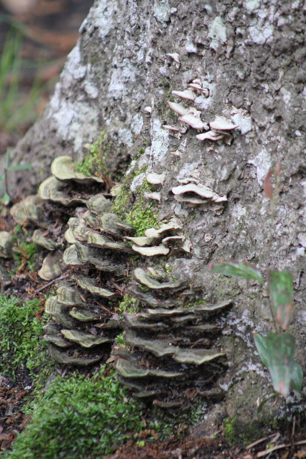Tree Fungus