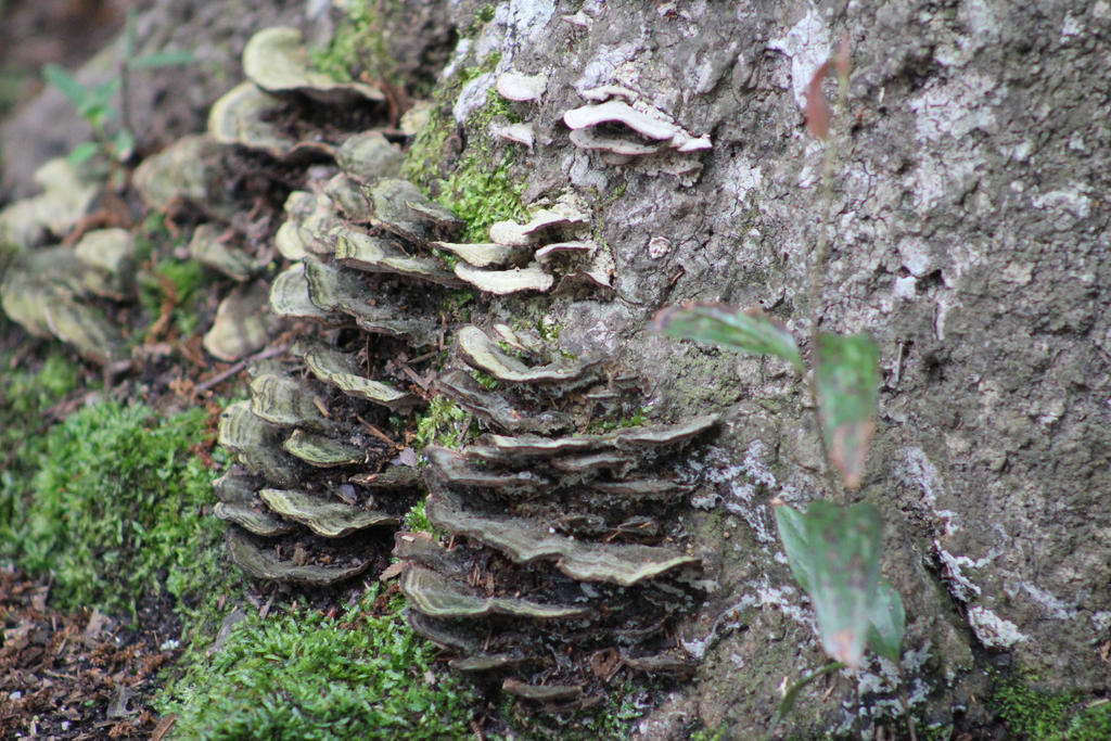 Tree Fungus2