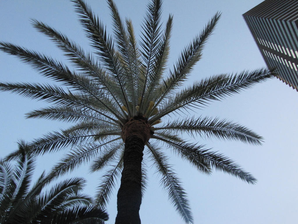 Palm Tree