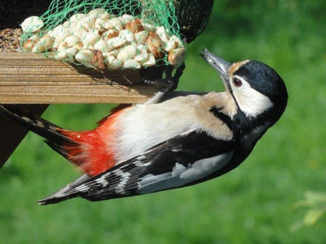 Woodpecker 2