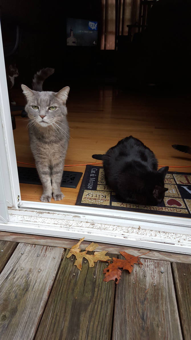 Contemplating Freedom by YoiteRokujou on DeviantArt