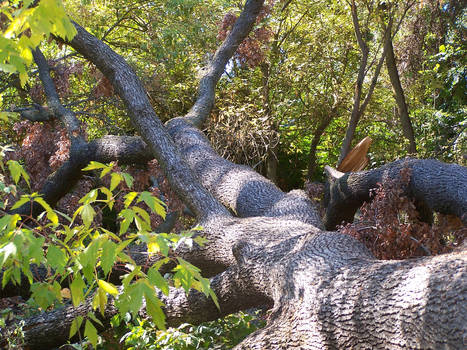 Stock: Fallen Tree