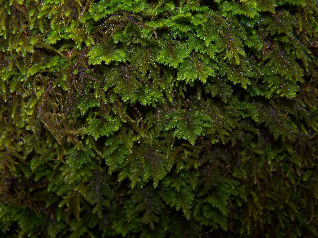 Stock: Fern by Tkrain