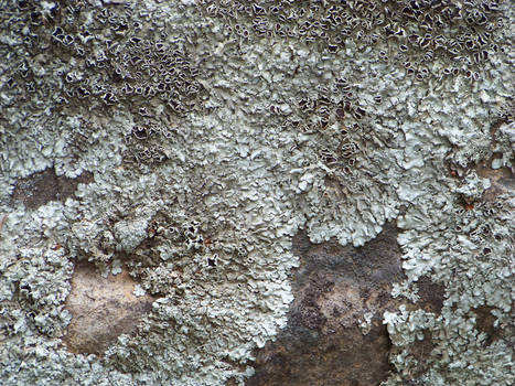gray fungal lichen