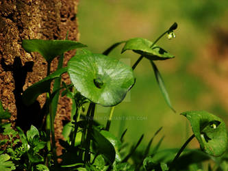 Nature's Umbrellas