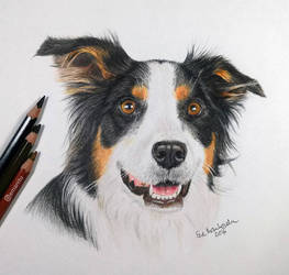 Border collie beauty