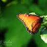 Mexico - Butterfly