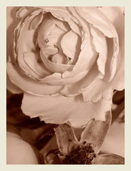 sepia rose