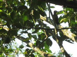 Pajaro carpintero