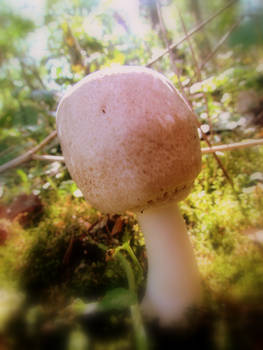 Marshmallow Mushroom