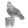 Rough-Legged Hawk in Pencil