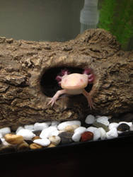 Yuki the axolotl