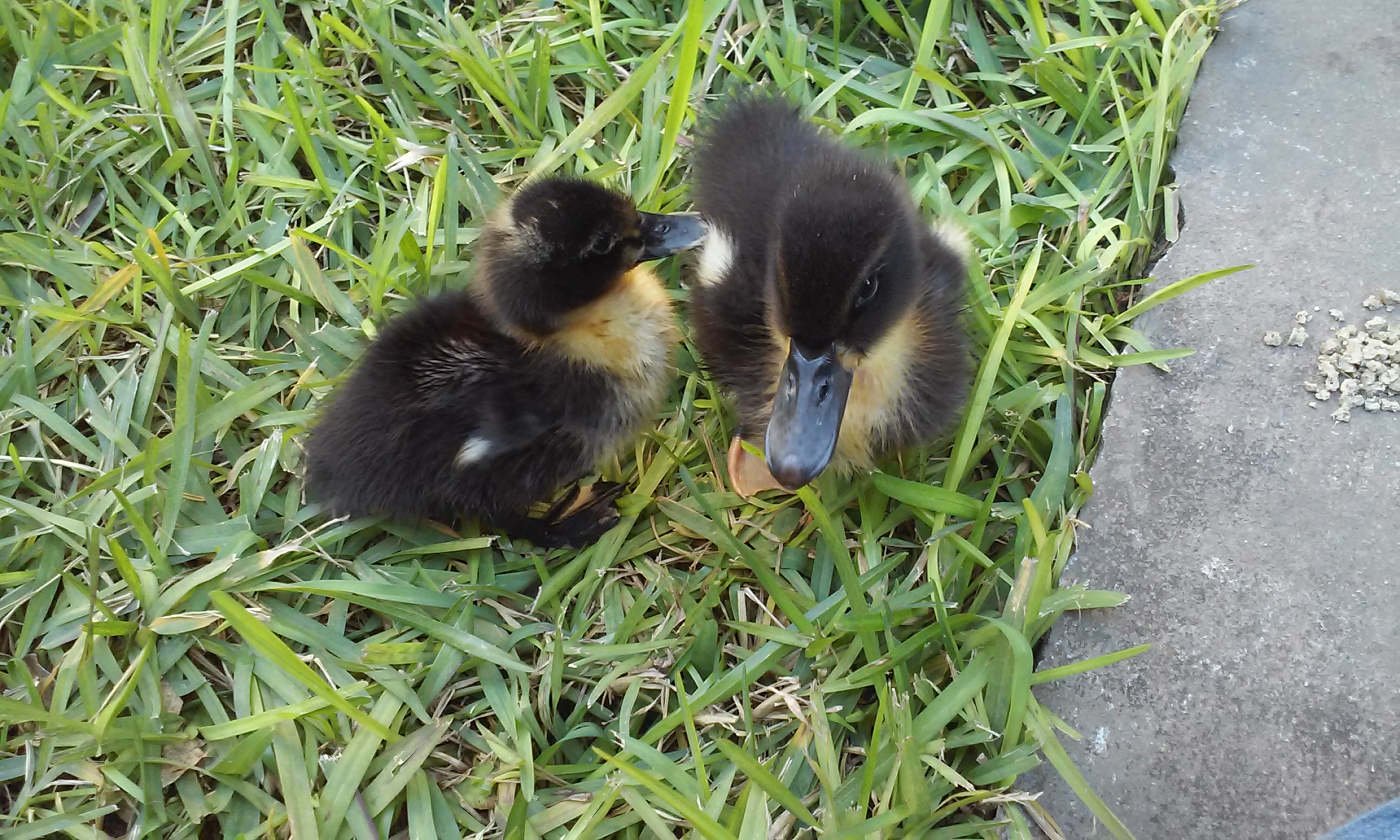 Mis patitos