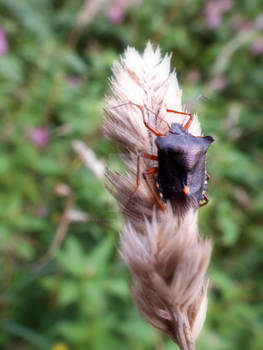 Leaf Bug On Grass