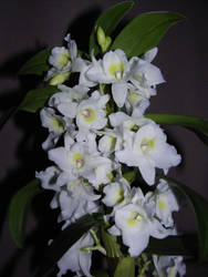 Dendrobium Orchid