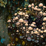 Mushrooms 17