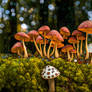 Mushrooms 27