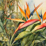 Flowers 362 - Bird of Paradise