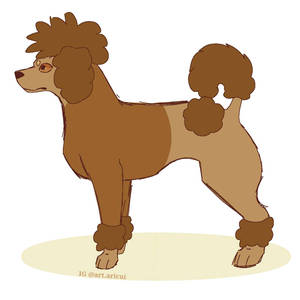 Brown poodle