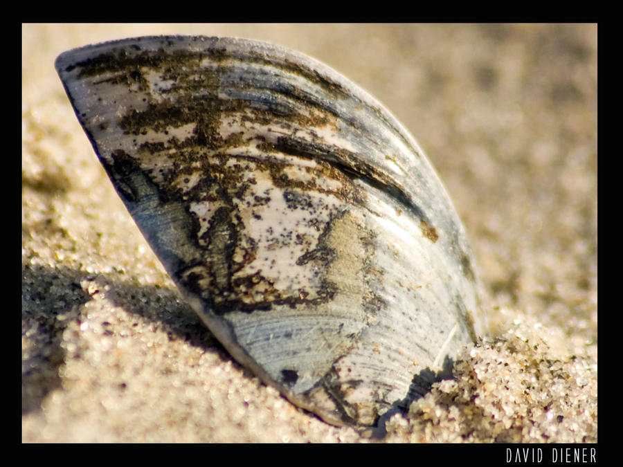 Shell Shard by Senseicrozam on DeviantArt