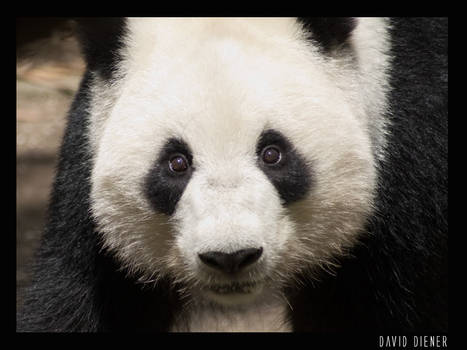 Save the Pandas