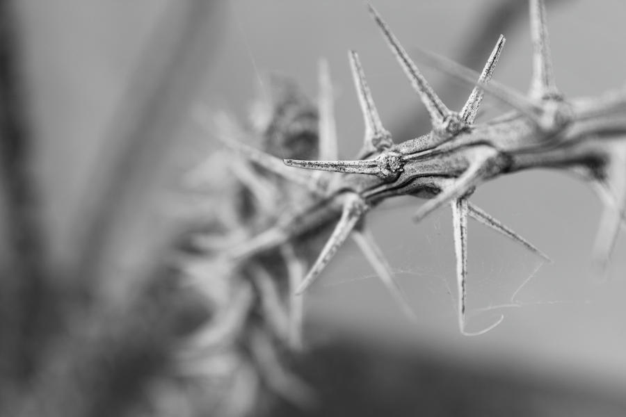 Barren Beauty 2