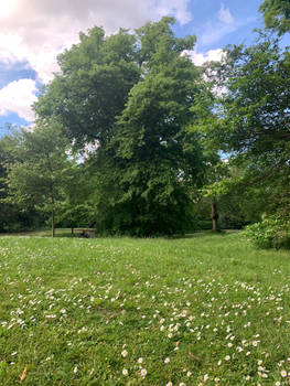 field and trees