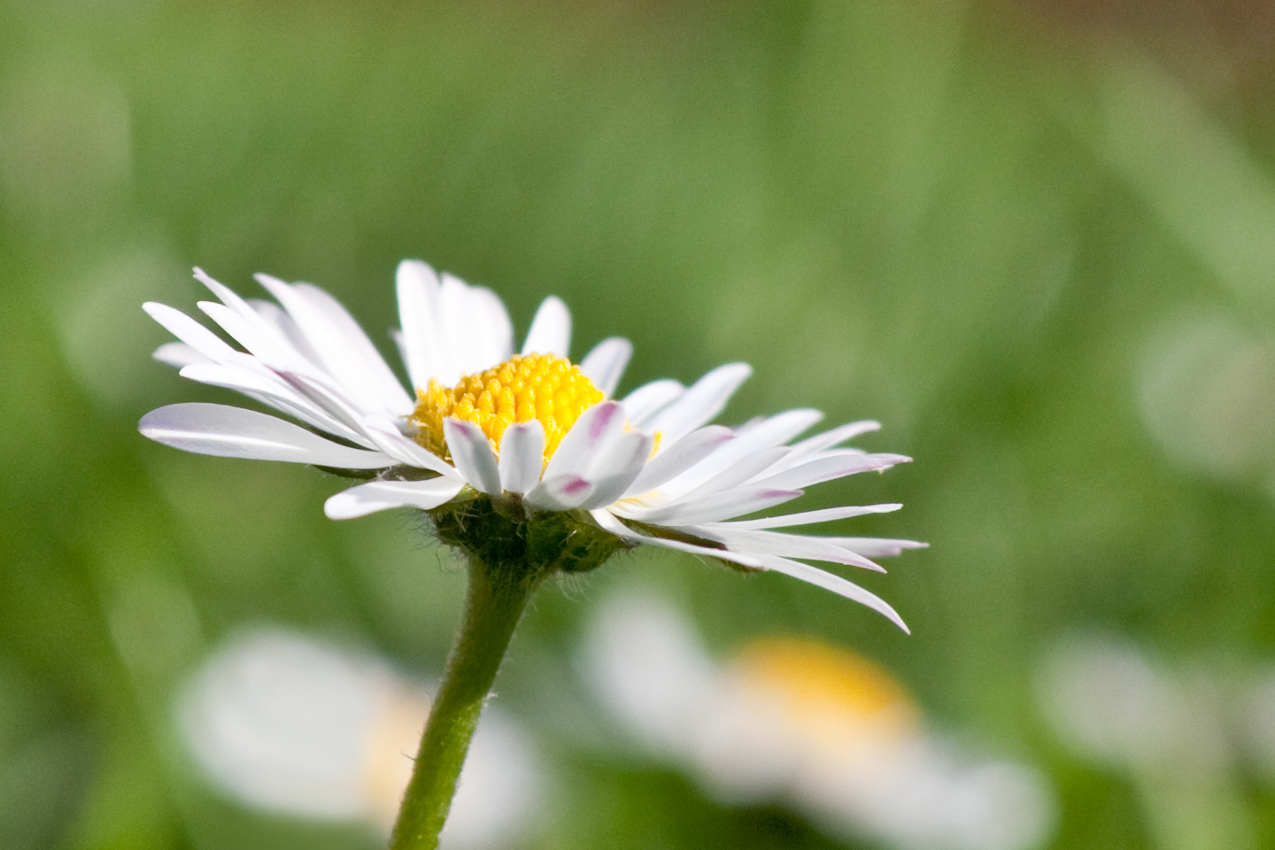 Bellis perennis