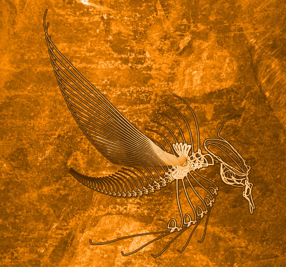 insect skeleton by perrodemonio on DeviantArt