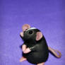 Pepper - OOAK Rattie