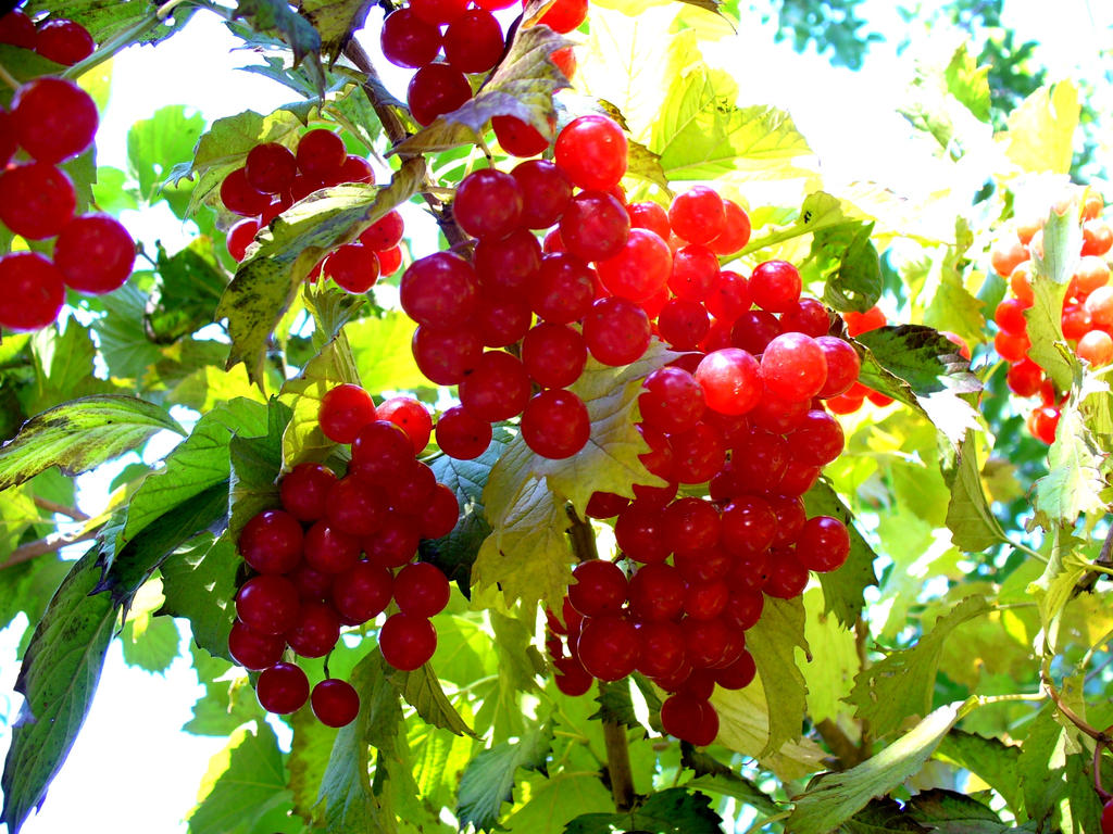 Kalina by goos6 on DeviantArt