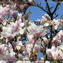 magnolias ...
