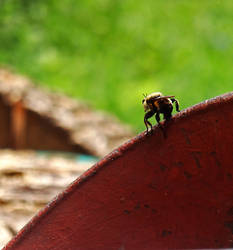 Bumblebee...nope a Laphria