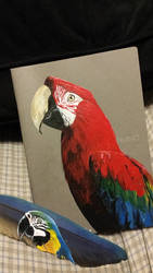 Some parrot paintings - fundraiser