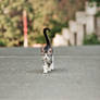 walking on  the street