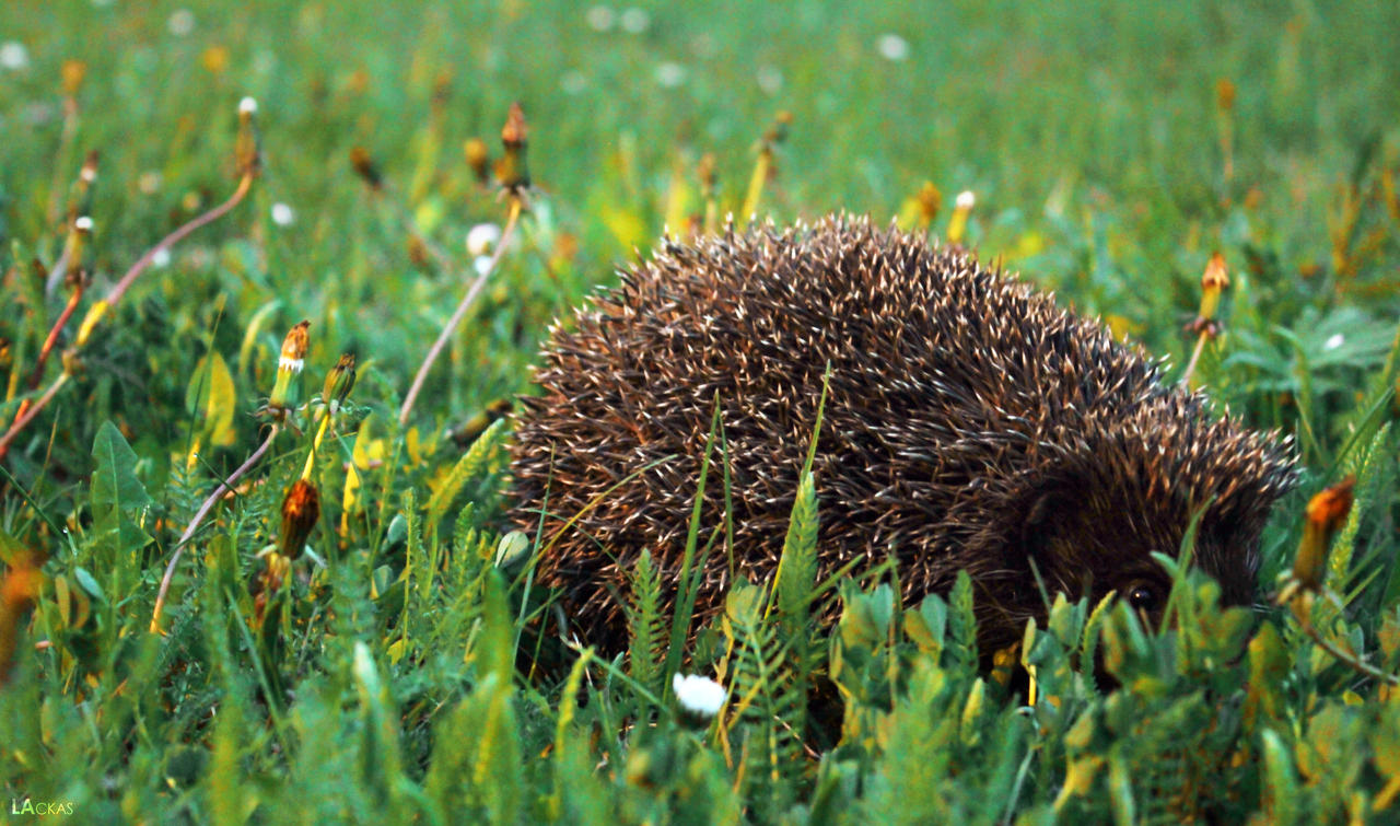 Hedgehog