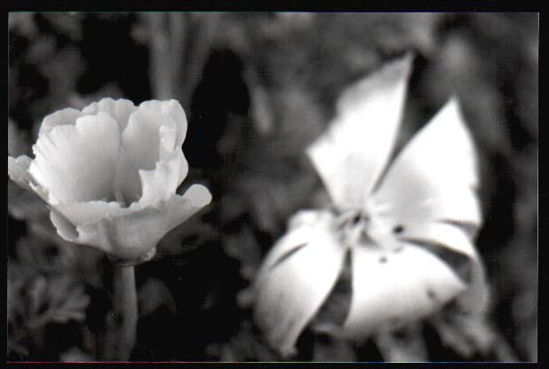 Flores vivas e mortas