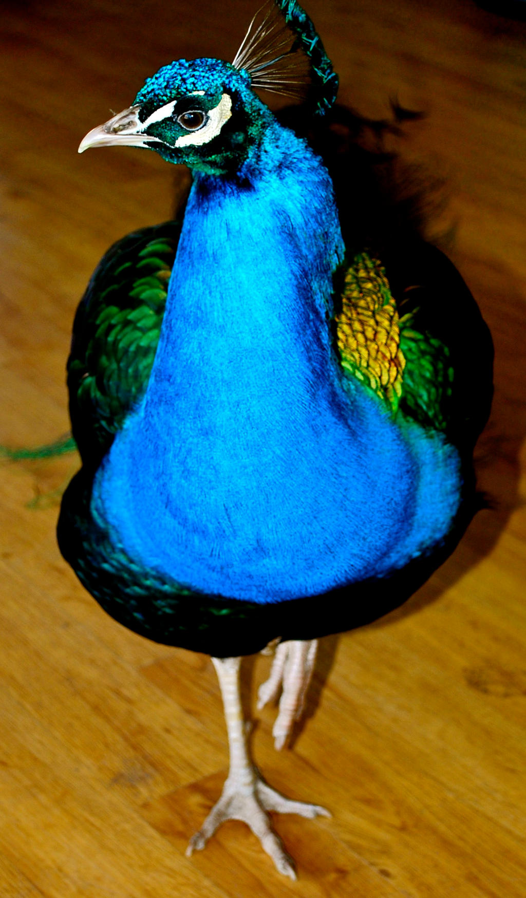 Epic Peacock