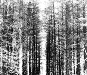 Greyscale Forest