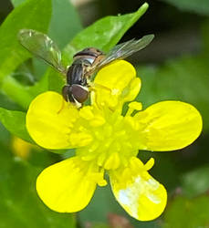 yellow wildflower and a fly