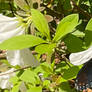 Limenitis butterfly