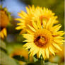 Vibrant Sunflower
