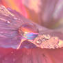 Vivid rain droplets