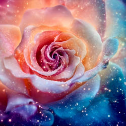 mystical rose