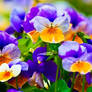 pansies