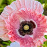 poppy plant