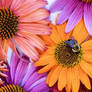 Bohemian Rhapsody Sunflowers and a bumble bee