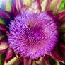 Cynara